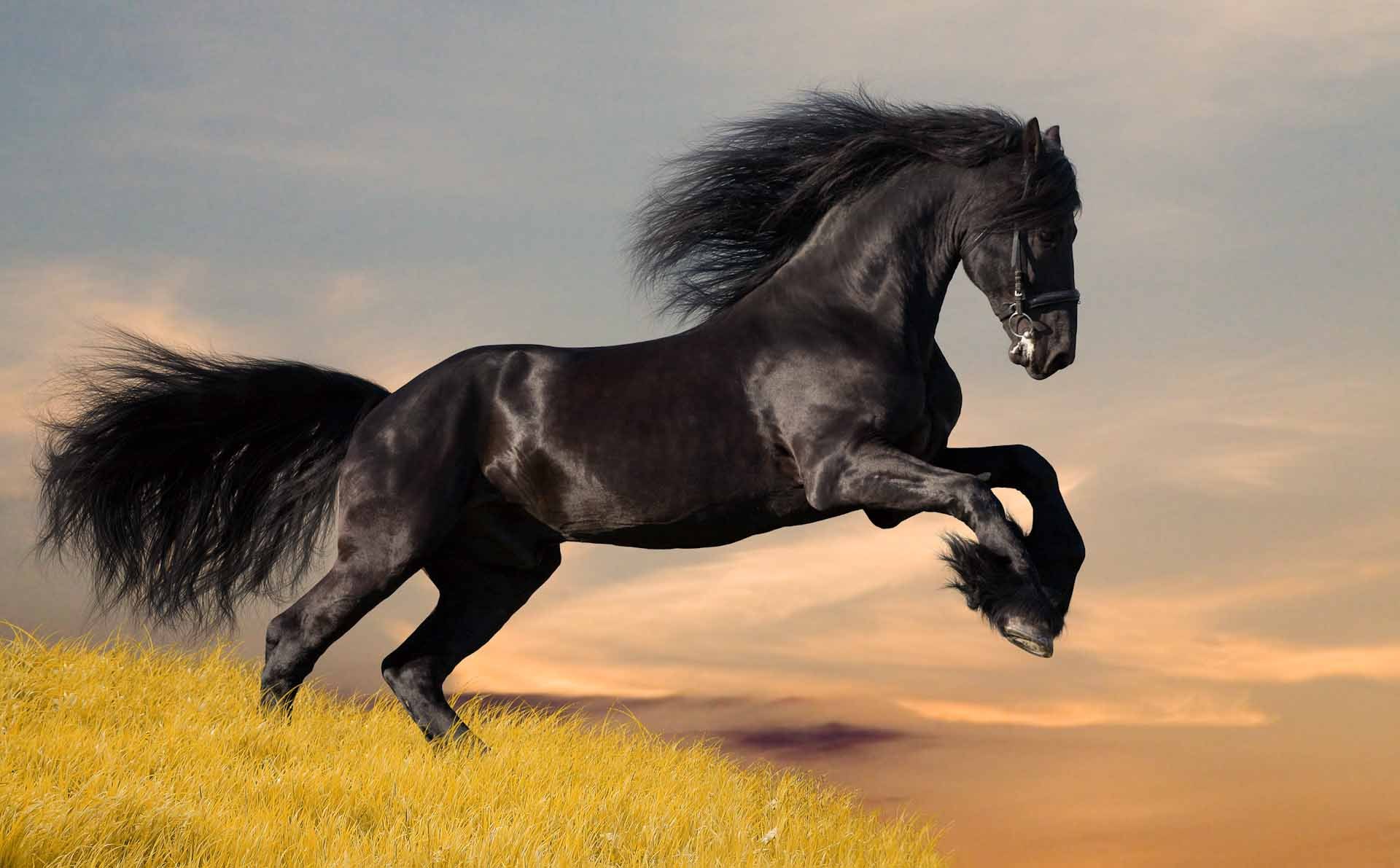Black stallion